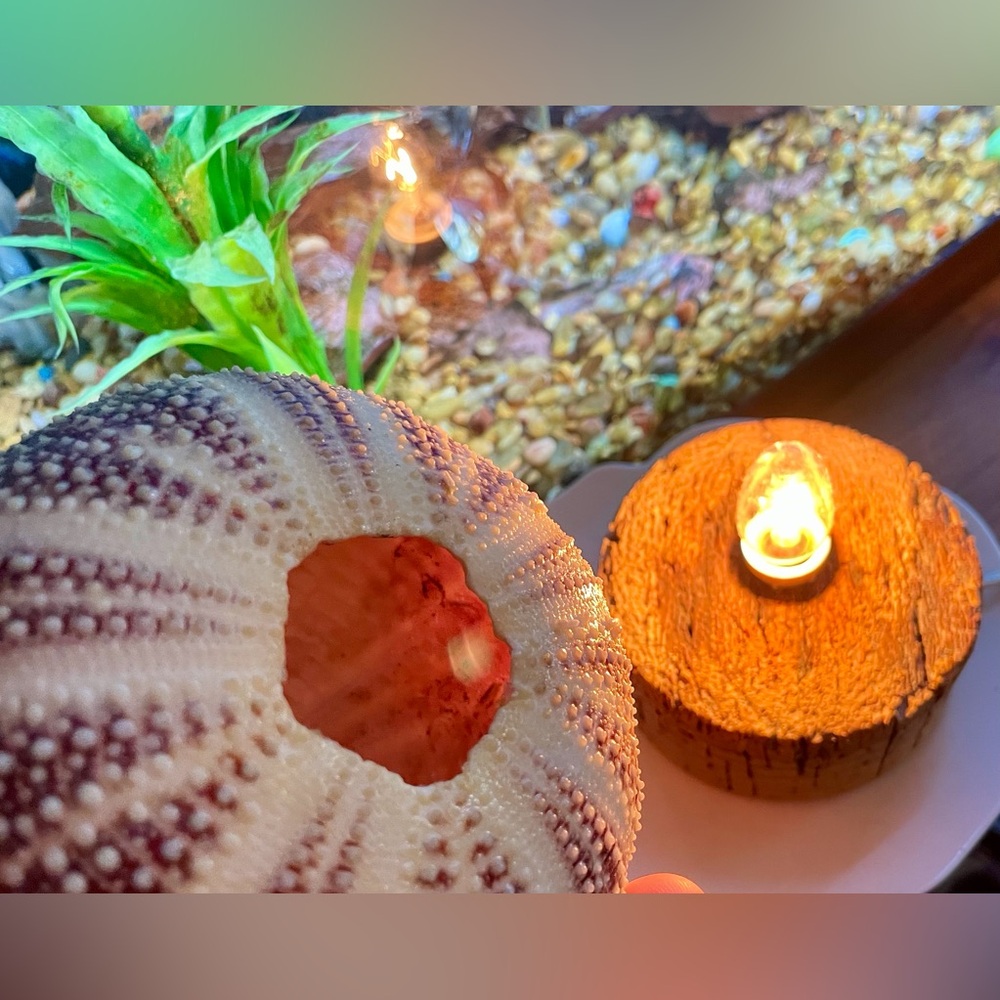 Unique Seashell Light Table Mantle Shelf Lamp Beachy Nightlight Ocean Shell - Picture 4 of 13